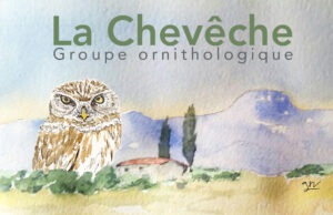 La chevêche