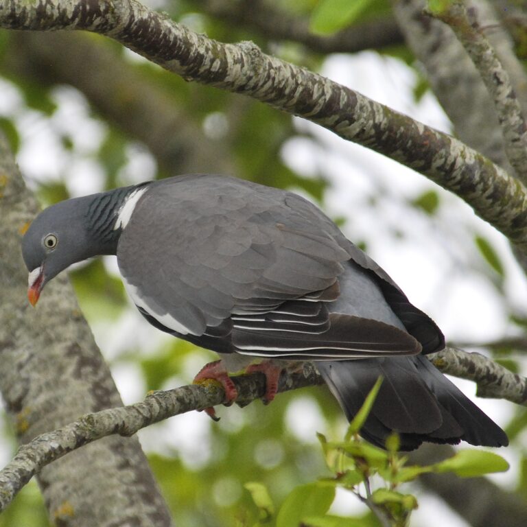 Pigeon ramier   @ C. Agnès