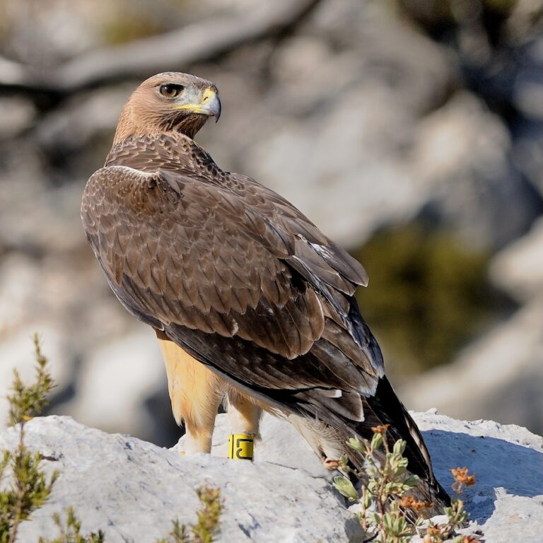 Aigle de Bonelli      @ J-C. Tempier