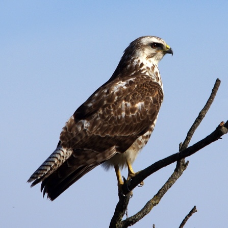 Buse variable   @ T. Roguet