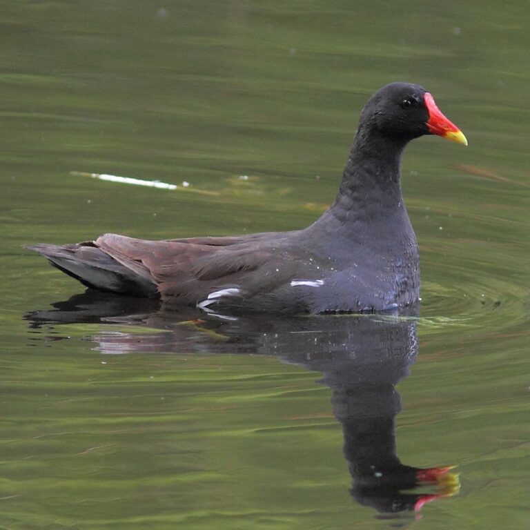 Gallinule poule-d'eau     @ E. Barthélemy