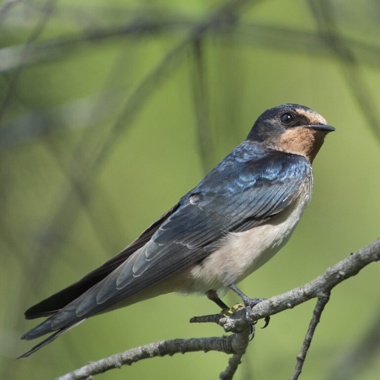 Hirondelle rustique  @ C. Agnès